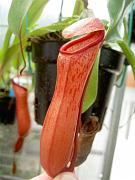 Nepenthes ventricosa x (ventricosa x clipeata) 2